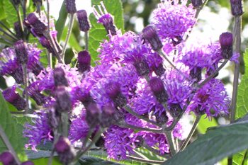 vernonia